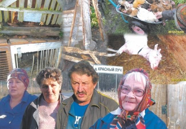 В поселке Красный Луч не знают, кто может убивать животных